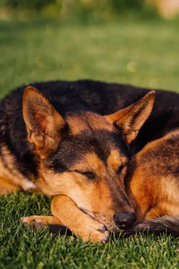 德国牧羊犬于草地上的休息特写