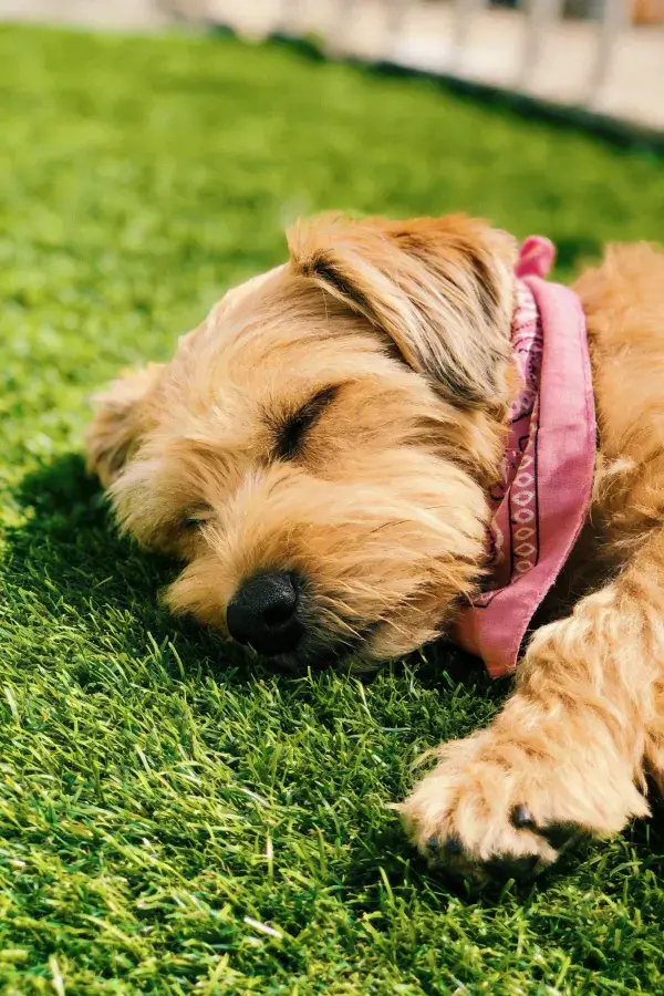 阳光照耀下的草坪上休憩的诺福克梗犬