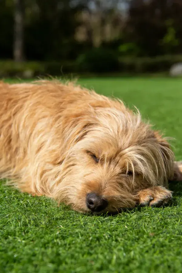 草地上一只软毛爱尔兰梗犬休息场景