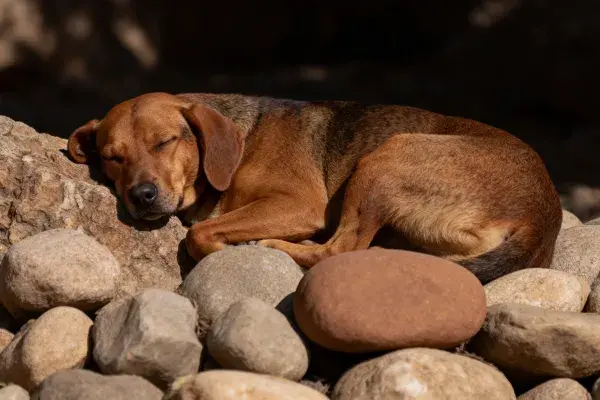 碎石堆上休憩的短毛混血猎犬