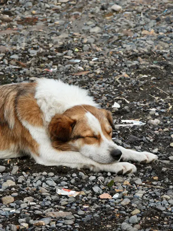 碎石地面上的棕白短毛混血犬休息场景