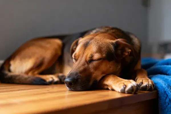 德国牧羊犬在木质桌面休憩场景