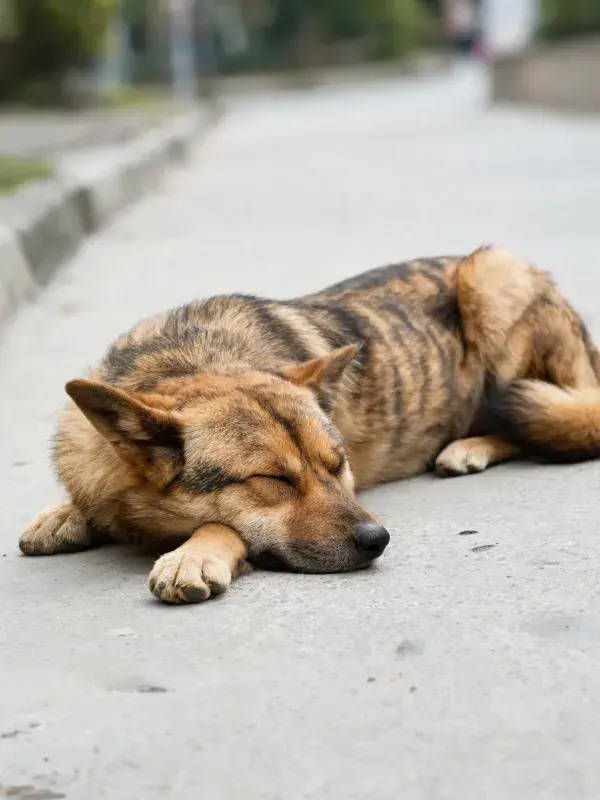 街道旁休息的工作型混血犬