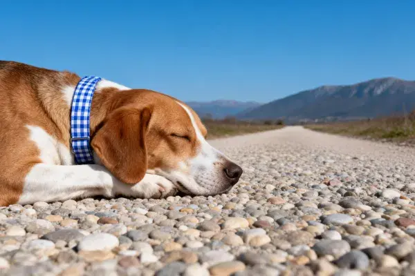 碎石路面上休息的比格犬