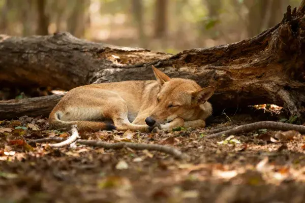 森林枯木下澳洲野犬休憩场景