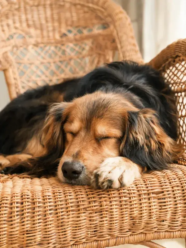 长毛混血犬在藤椅上的休憩状态捕捉