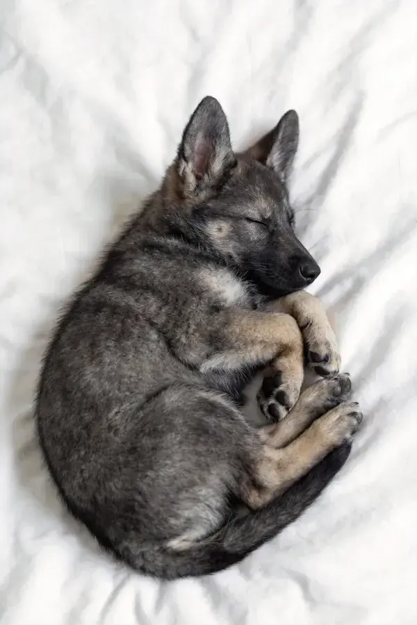 白色床品上蜷睡的德国牧羊犬幼犬