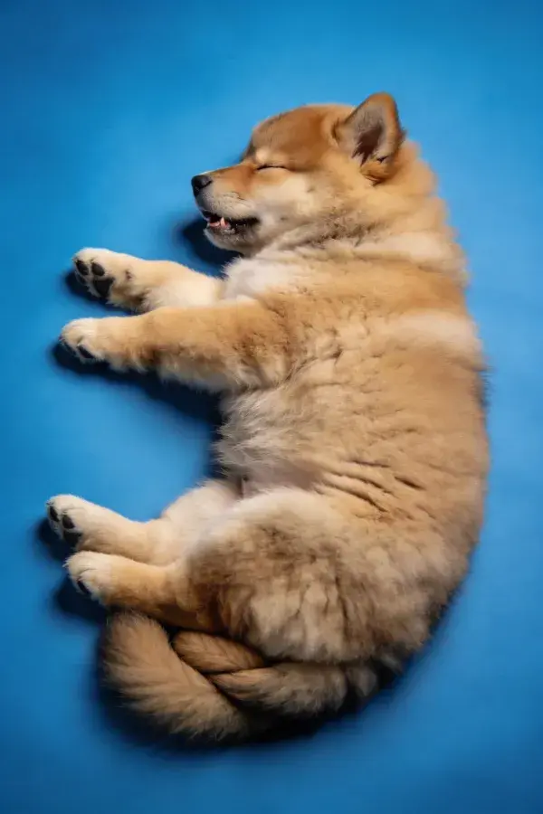 蓝色背景下舒展姿态的柴犬幼犬