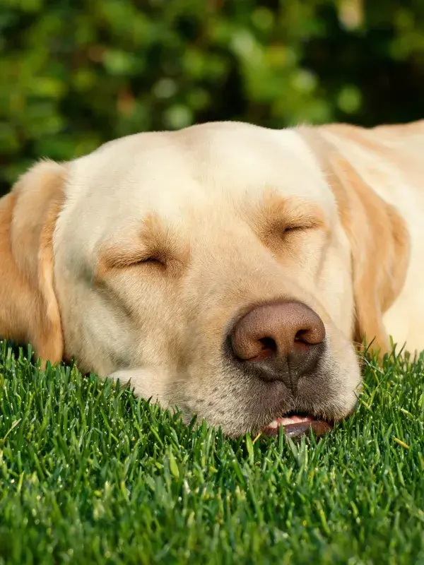 阳光下草坪上的拉布拉多猎犬特写