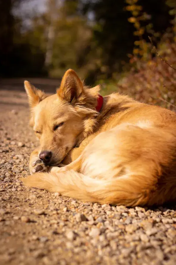金棕色混血犬在碎石小径上休憩