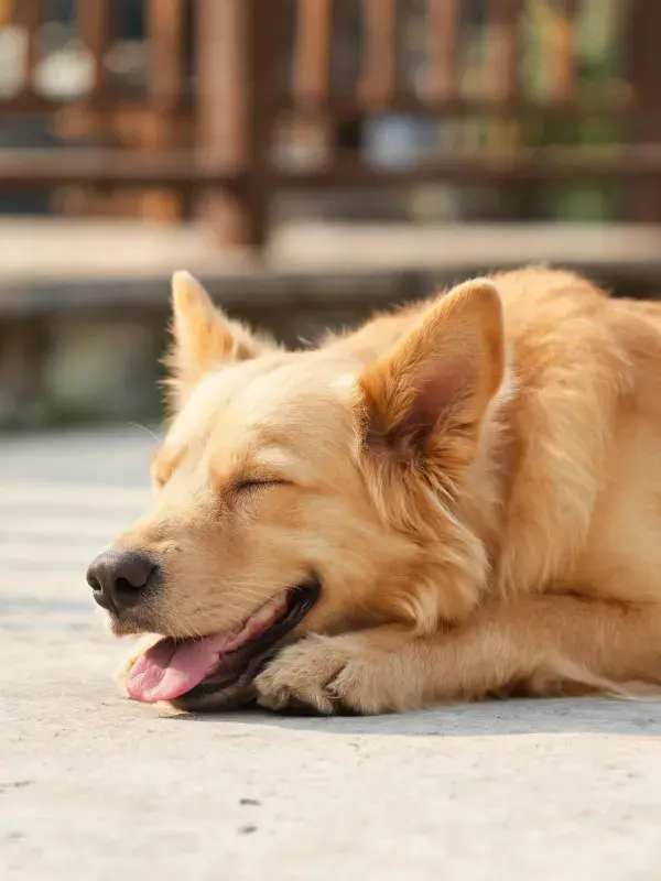 户外石板地面上的金毛混血犬休憩场景