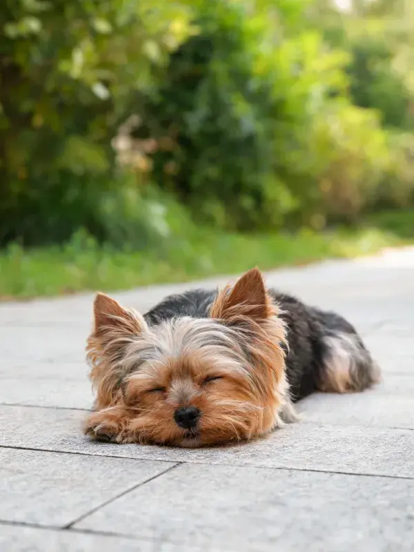 砖石路面上的约克夏梗犬睡眠特写