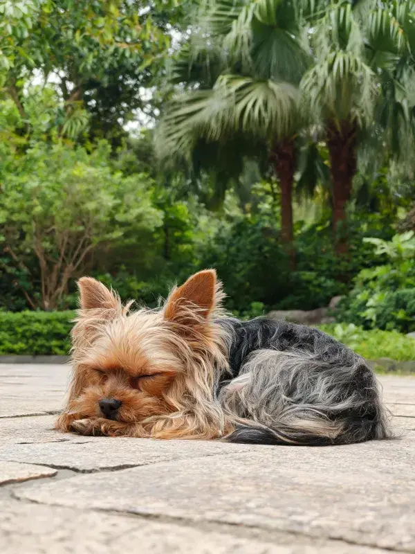 约克夏梗犬在石板路上的休憩时刻