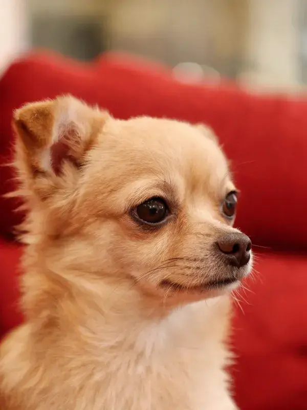 吉娃娃犬侧面特写展示浅棕色毛发质感