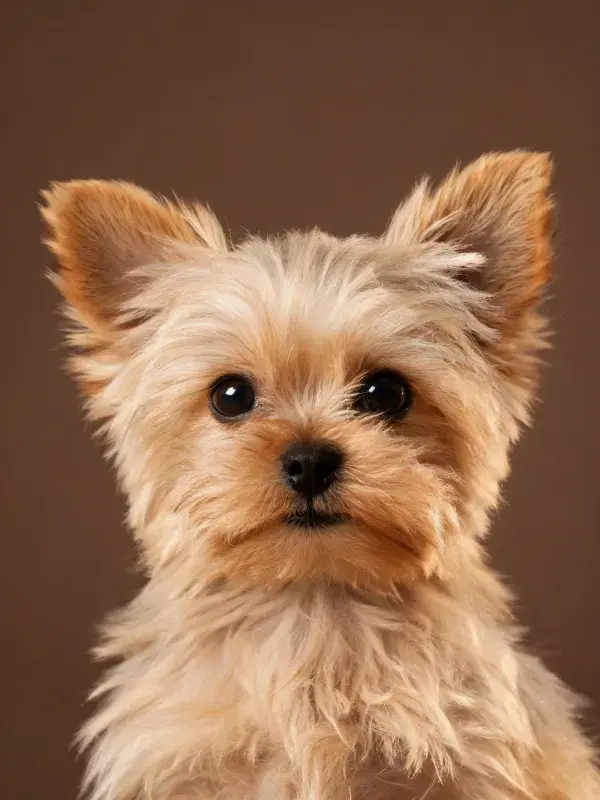 专注凝视镜头的小型犬只