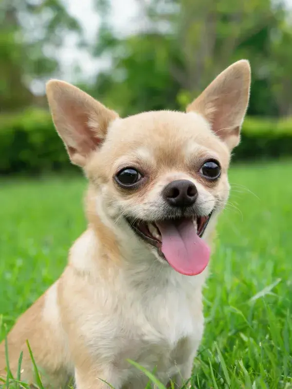 绿色草坪上的吉娃娃犬特写
