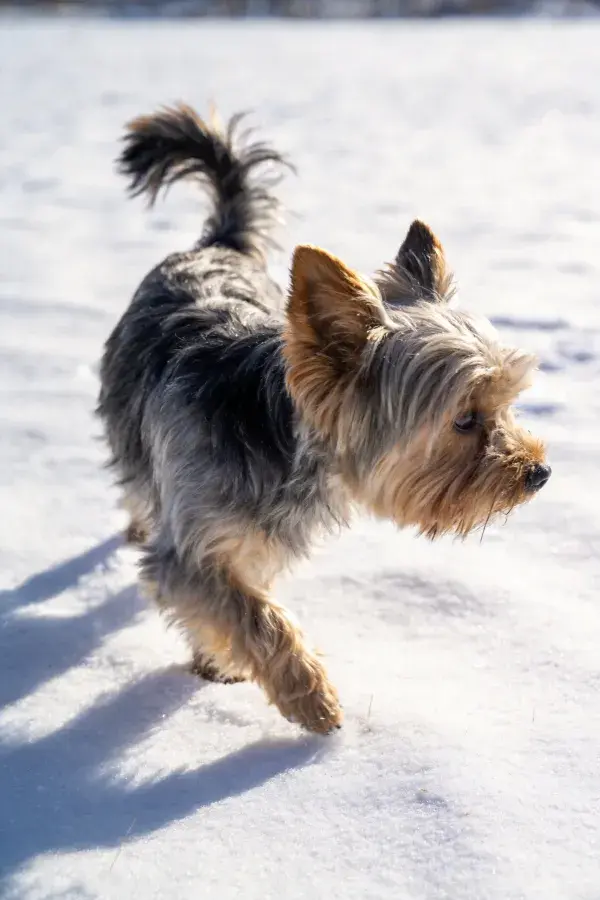 雪地中约克夏梗犬行走特写