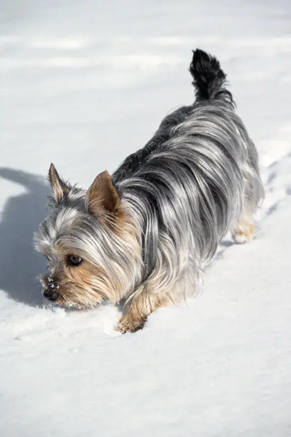 雪地中约克夏梗犬特写