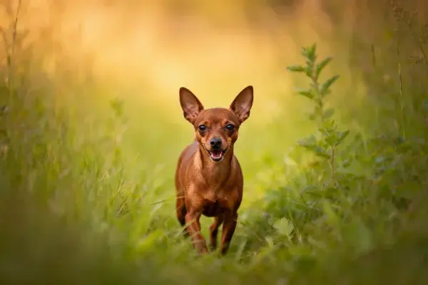 草地中奔跑的迷你杜宾犬