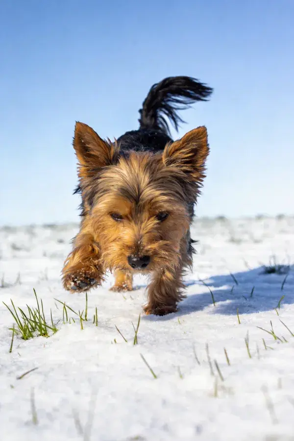 雪地中约克夏梗犬奔跑瞬间
