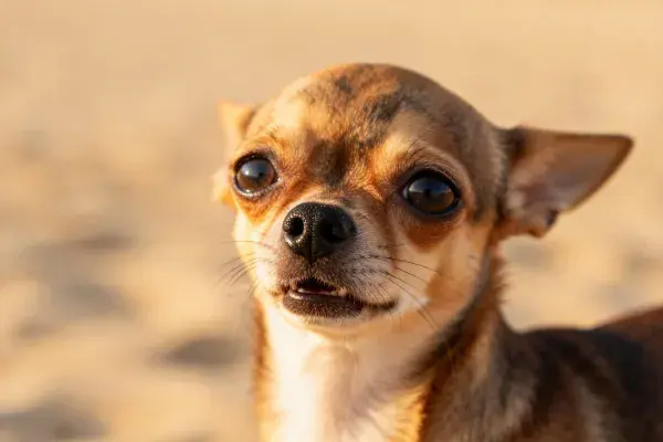 吉娃娃犬沙地特写镜头