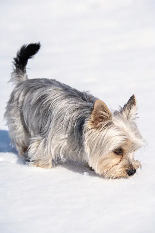 雪地里的西施犬活动场景