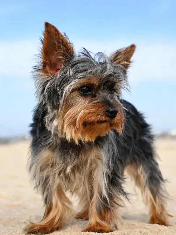 沙滩上约克夏梗犬的特写