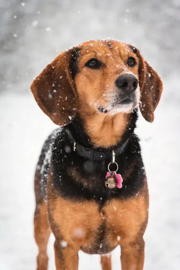 雪地中站立的黑棕相间猎犬
