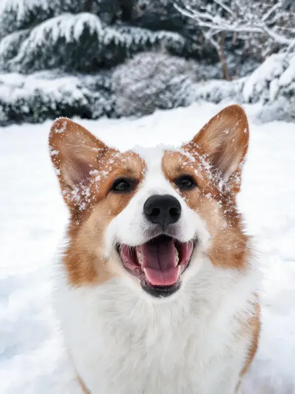 雪地中柯基犬头部特写展现皮毛质感