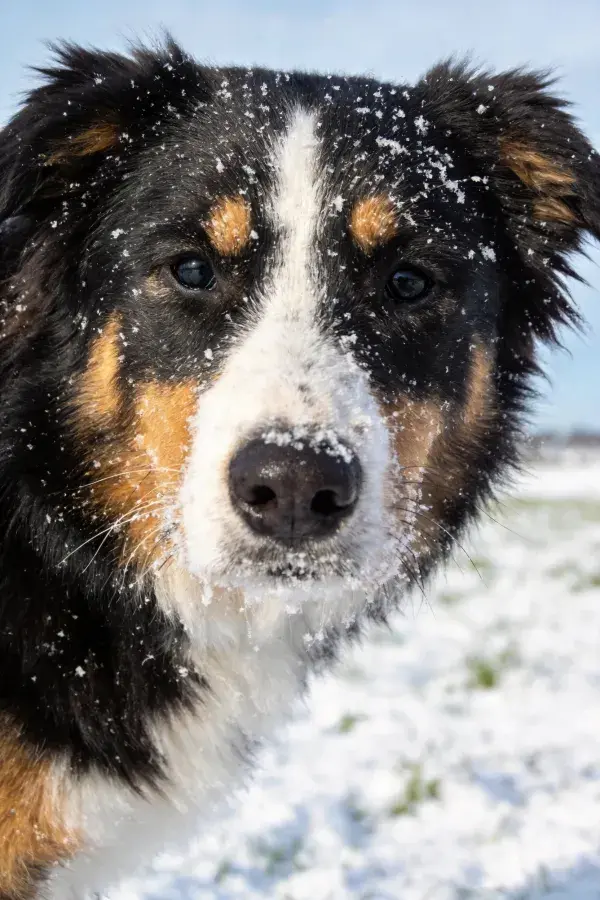 雪地中黑白棕相间的边境牧羊犬特写