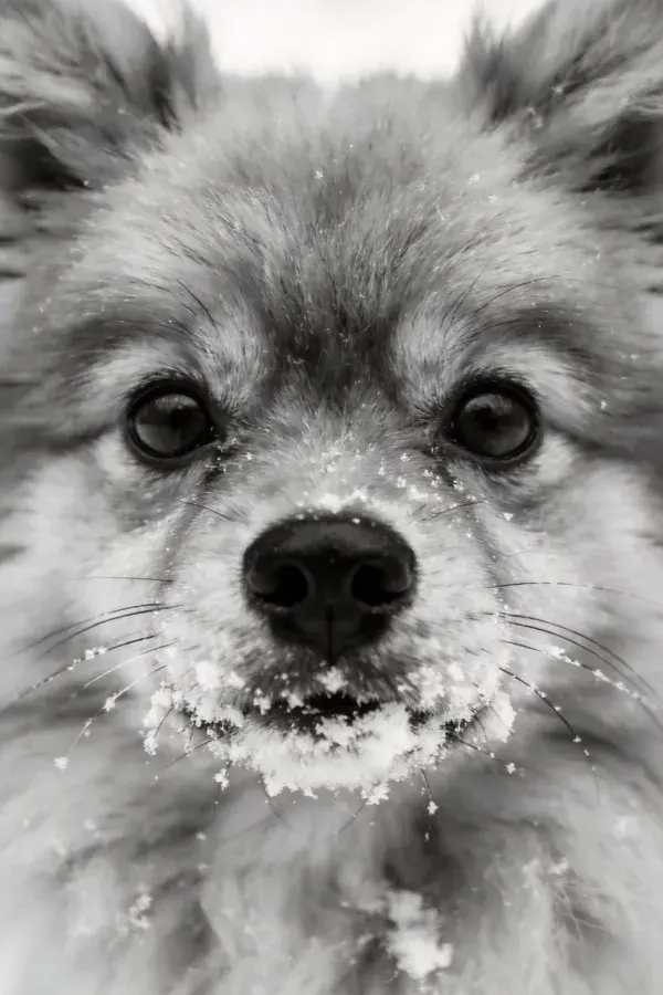 雪地中沾有积雪的博美犬特写