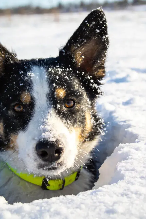 雪地中边境牧羊犬的雪景特写