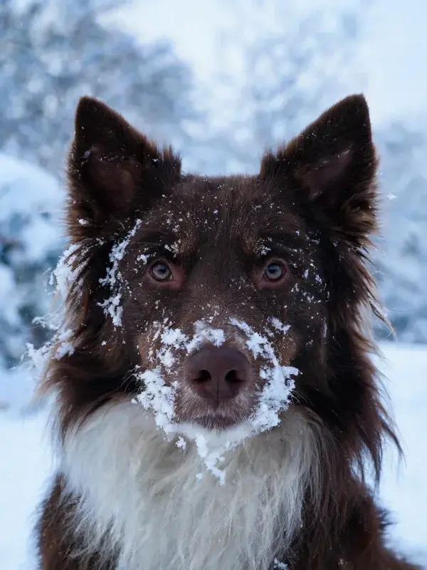 雪地中深棕色边境牧羊犬面部特写