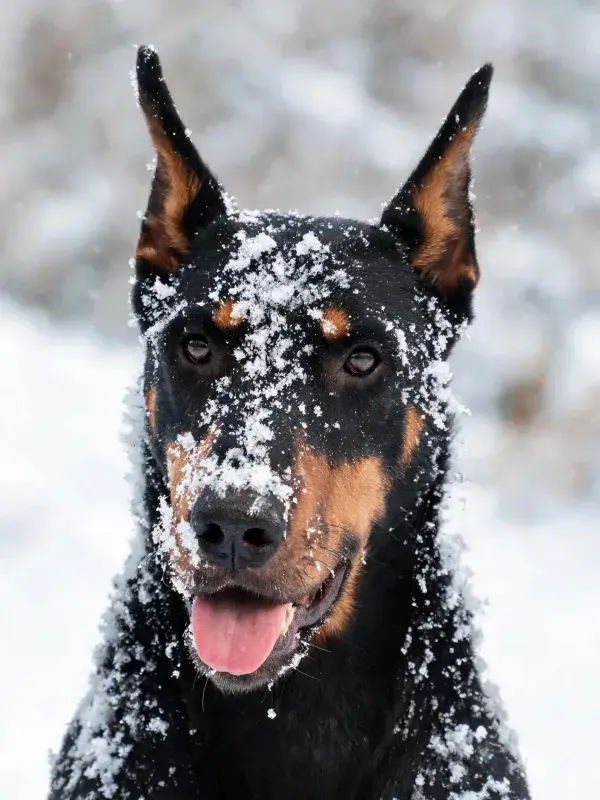 雪地中杜宾犬头部特写