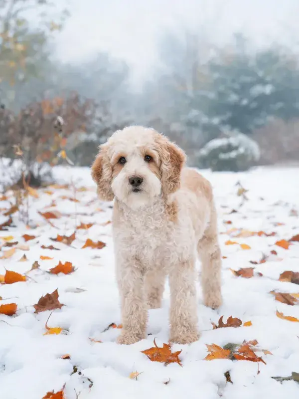 雪地落叶间的贵宾拉布拉多混血犬