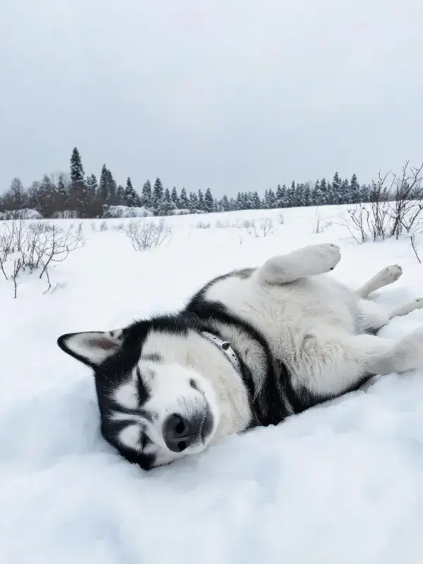 西伯利亚雪橇犬躺卧在雪地场景