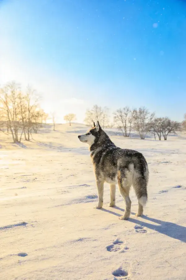 西伯利亚雪橇犬雪地场景特写