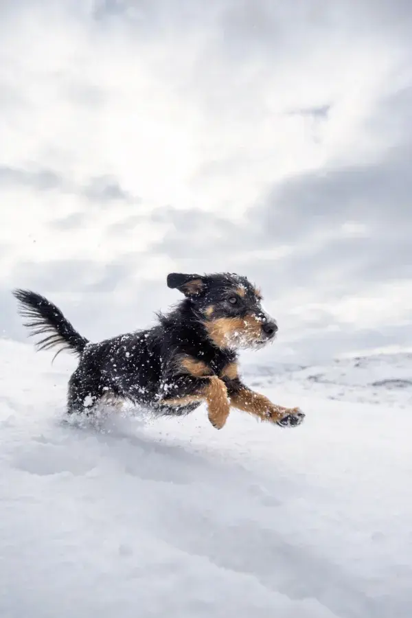 雪地中黑棕相间边境梗犬奔跑瞬间
