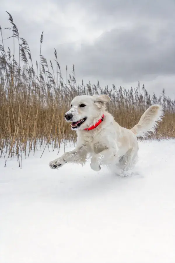 金毛寻回犬雪地奔跑瞬间