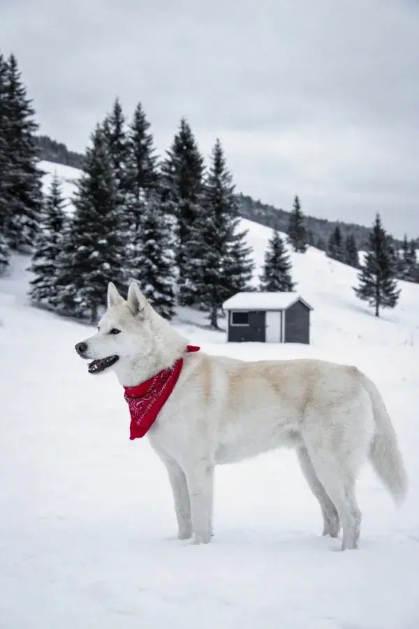 西伯利亚雪橇犬伫立在雪原中