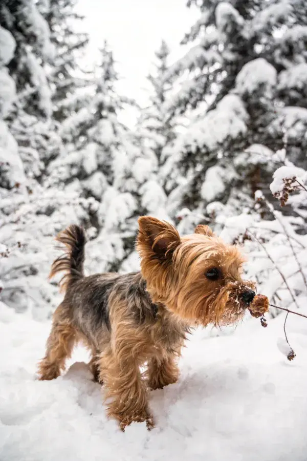 雪地森林中约克夏梗犬的探索瞬间