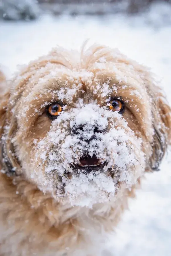 雪地中长毛卷毛犬的近景画面