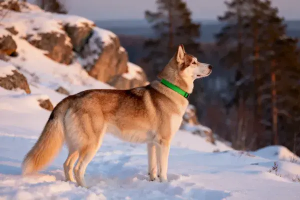 西伯利亚雪橇犬雪地伫立场景
