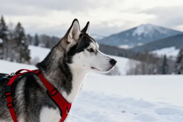 西伯利亚雪橇犬雪地特写