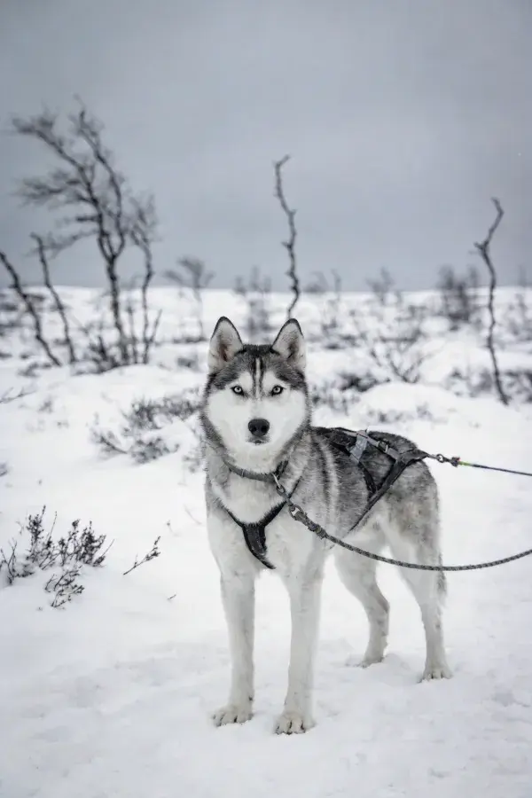 雪地中佩戴牵引绳的西伯利亚雪橇犬