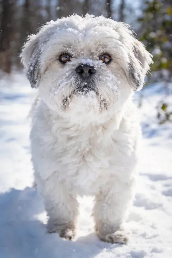 雪景中蓬松白色拉萨犬特写