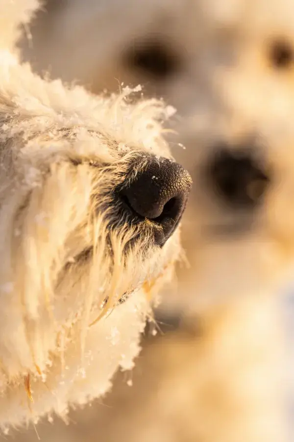 长毛牧羊犬雪地鼻部特写