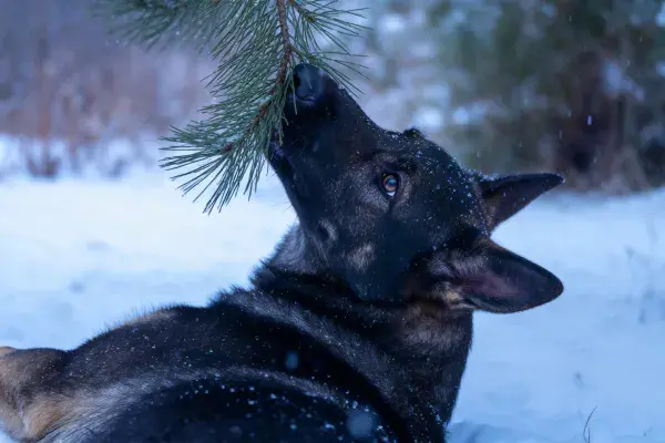 德国牧羊犬与松枝互动的冬日场景