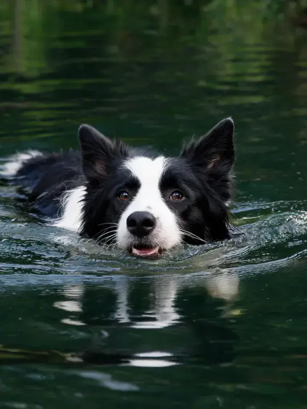 边境牧羊犬水中游泳特写