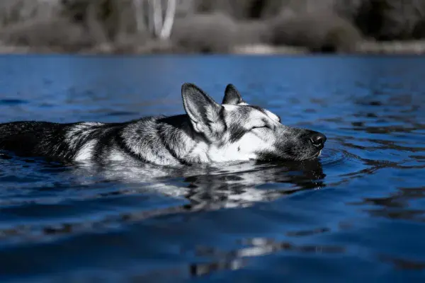德国牧羊犬在水域中游泳场景